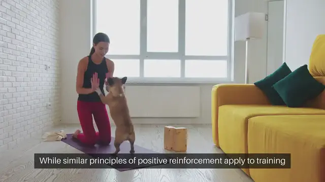 'Video thumbnail for Training Small Dogs'