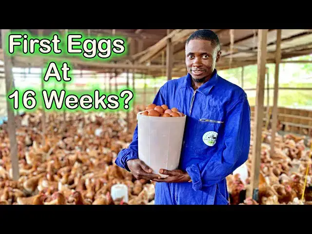 'Video thumbnail for 16 Weeks Early!! | How We Got Our First EGGS Earlier Than Expected. 馃尶馃'