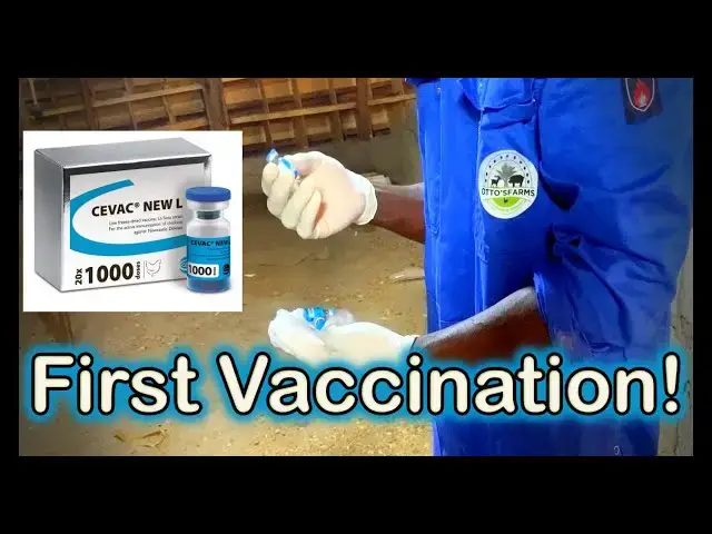 'Video thumbnail for First Vaccination with CEVA NEW L against Newcastle Disease at Otto's Farms! 馃悢馃拤'