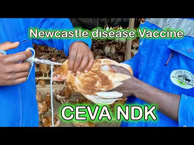 'Video thumbnail for Newcastle Disease Defense: Our Flock's 7th-Week CEVA NDK Vaccine at Otto's Farms! 🐔💉"'