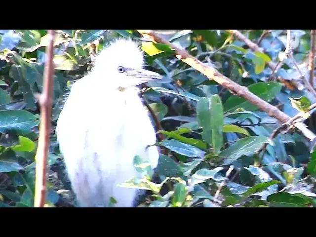 'Video thumbnail for Oh Amzon Bird At Avean Wild Cockroach baies bird'