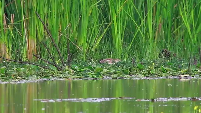 'Video thumbnail for In lake bird catch fish eat everyday'