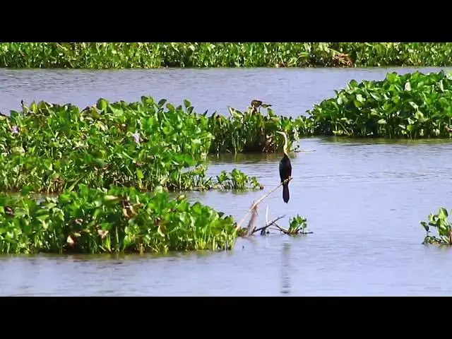 'Video thumbnail for In lake bird wait underwater catch fish eat'