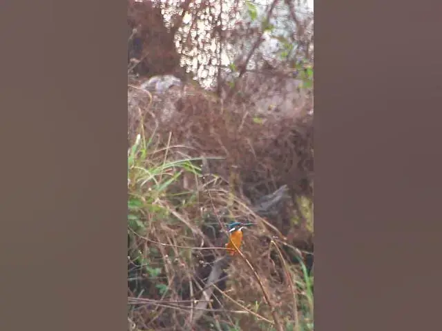 'Video thumbnail for Wild bird  4k | 70  #birds'