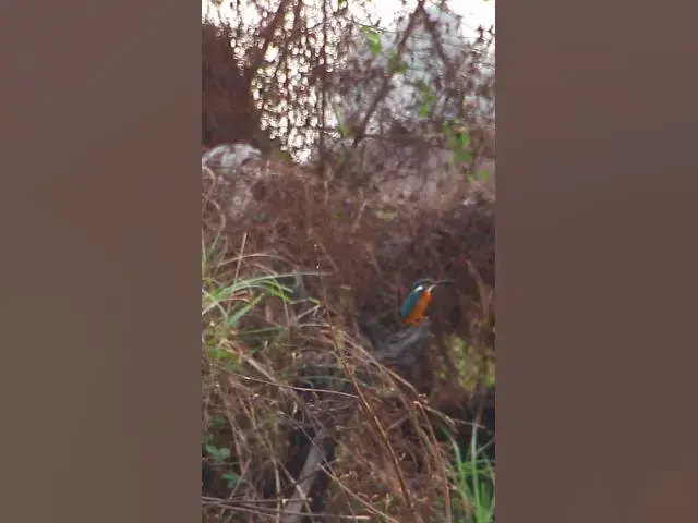 'Video thumbnail for Wild bird  4k | 71  #birdsWild'