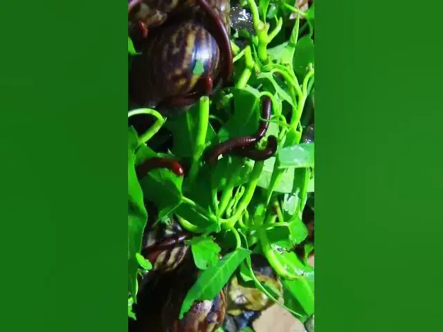 'Video thumbnail for Red Venomous Centipede eat vegetable a lot'