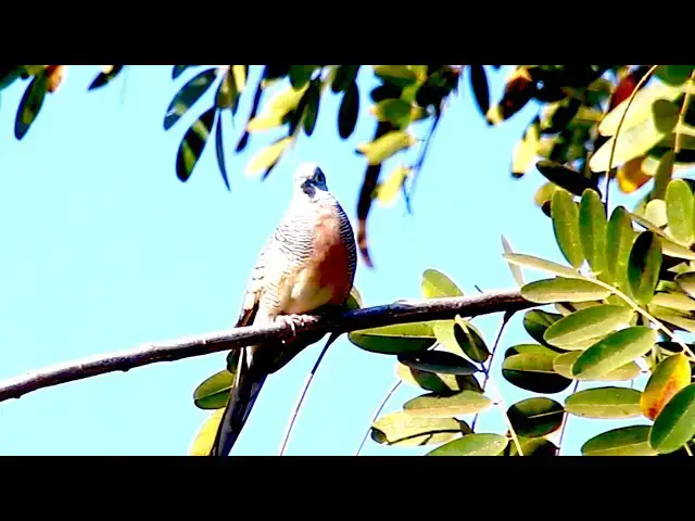 'Video thumbnail for dove bird stay on nest - Wild of mother dove'
