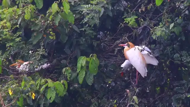 'Video thumbnail for nest of wild bird'