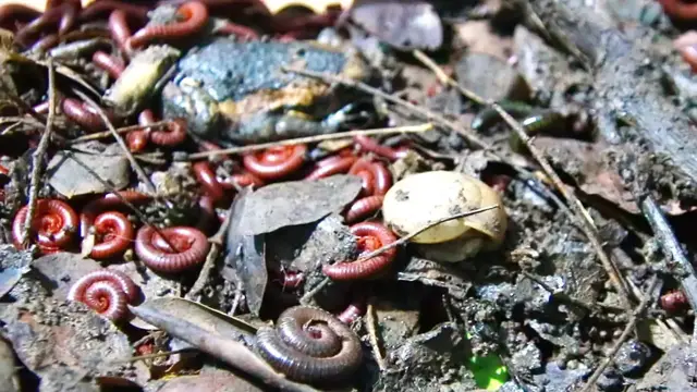 'Video thumbnail for Snail wark eat soil, red worm here'