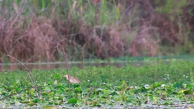 'Video thumbnail for Small bird in lake'