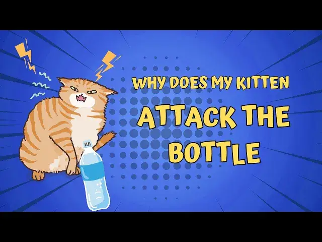 'Video thumbnail for Why Does My Kitten Attack The Bottle'