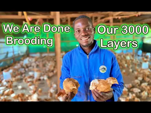 'Video thumbnail for Successfully Completing the Brooding Phase for Our 3000 Layers at Otto's Farms! 🐣🏠"'