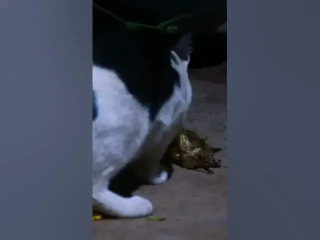 'Video thumbnail for Wow Cat eat food #cat #shortcat #topcats #lifecat'