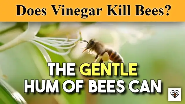 'Video thumbnail for The Buzz on Vinegar: Does it Repel Bees?'