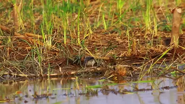 'Video thumbnail for wild of small bird stay in lake find catch food'
