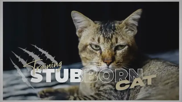 'Video thumbnail for Tips and Tricks for Training A Stubborn Cat'