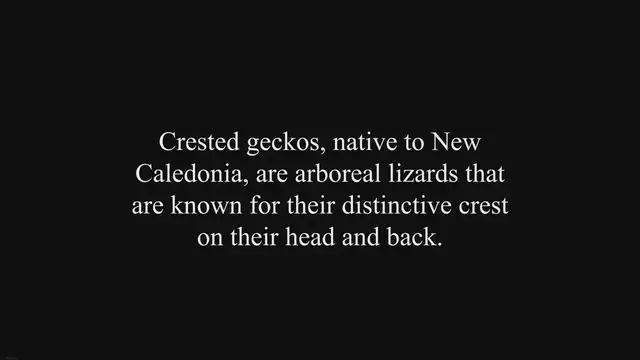 'Video thumbnail for Can crested geckos coexist with long tailed lizards?'