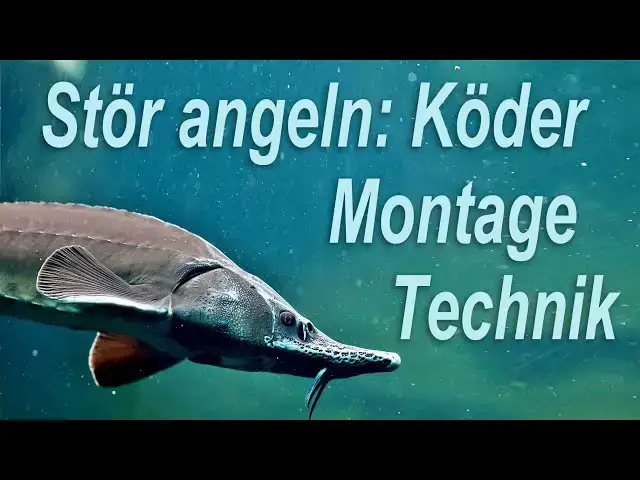 'Video thumbnail for Stör angeln:  Tipps für Ausrüstung, Köder und Technik'