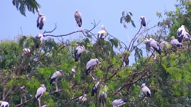 'Video thumbnail for Bird sleep on nest the everning at Area Zoo bird'
