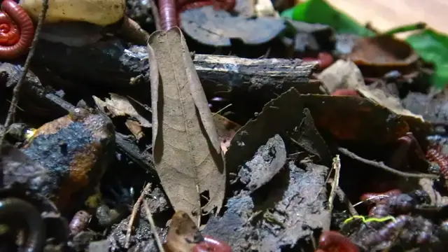 'Video thumbnail for Venomous Centipede a lot in mudy soil'