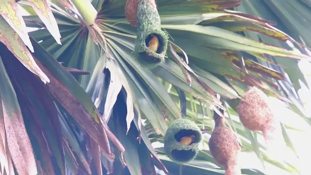 'Video thumbnail for Small of golden bird makde nest'