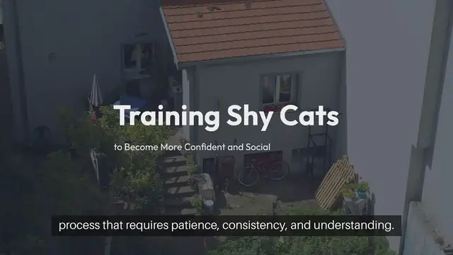 'Video thumbnail for Training Shy Cats'