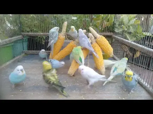 'Video thumbnail for 애교 부리는 앵무새들 💖🐦'