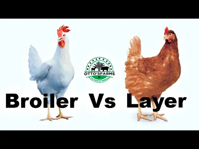 'Video thumbnail for Broiler vs Layer: Understanding the Differences'