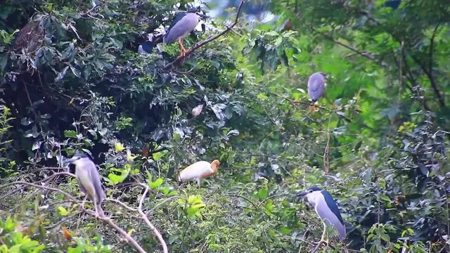 'Video thumbnail for A lot bird in nest'