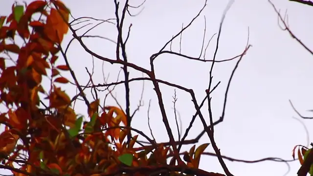 'Video thumbnail for A lot bird feed on here'
