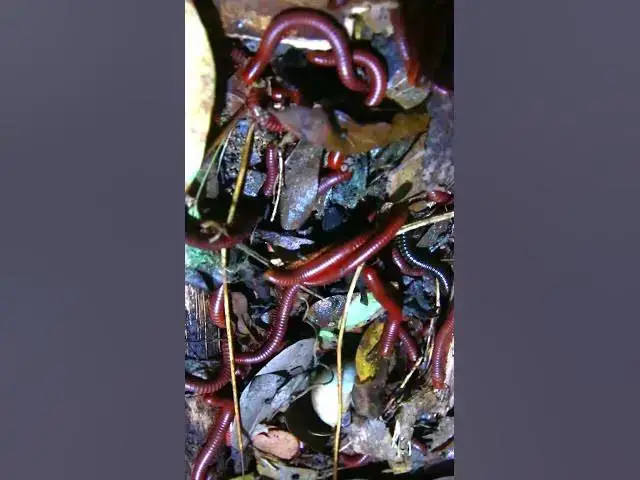 'Video thumbnail for Venomous Centipede  #insects #shorVenomous'