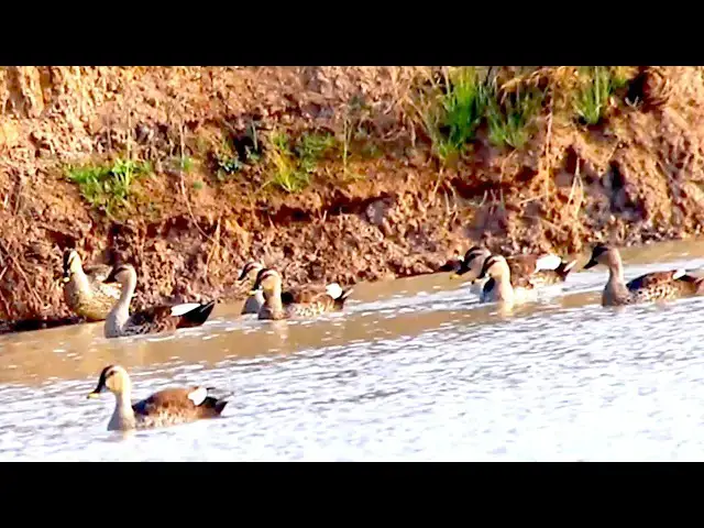 'Video thumbnail for Amazing of lake - A lot of duck forest swim catch fish eat deepwater lake'