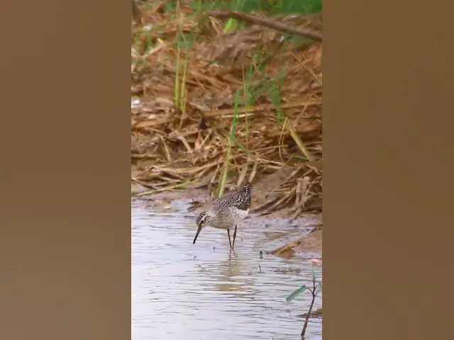 'Video thumbnail for Bird 4K | EP66 #birds'