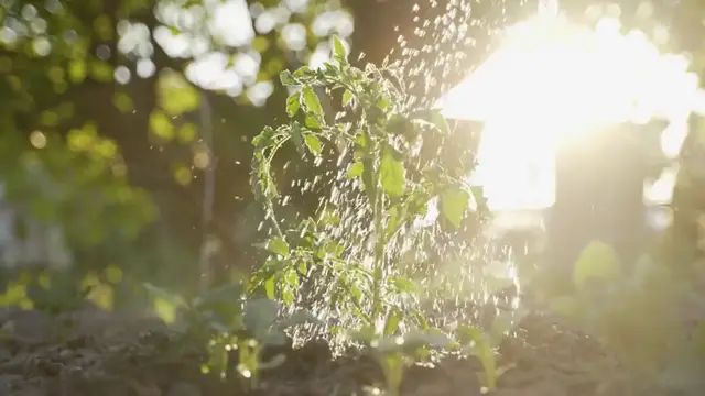 'Video thumbnail for Sunburn Tomato Leaves: How to Spot, Treat, and Prevent Those Crispy Green Woes'