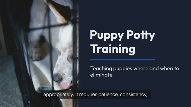 'Video thumbnail for Puppy Potty Solutions'