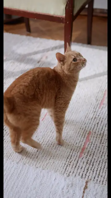 'Video thumbnail for Funny cat'