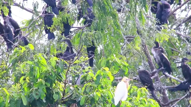 'Video thumbnail for All bird on nest a lot'