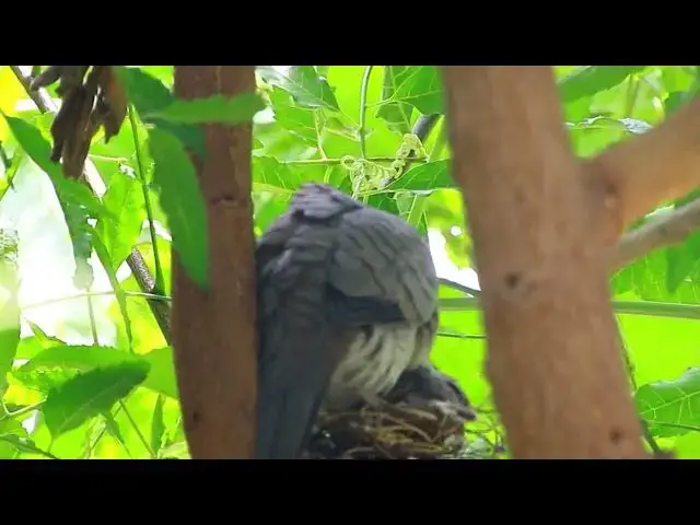 'Video thumbnail for Top Family of wild dove bird | Dove care baby on nest'
