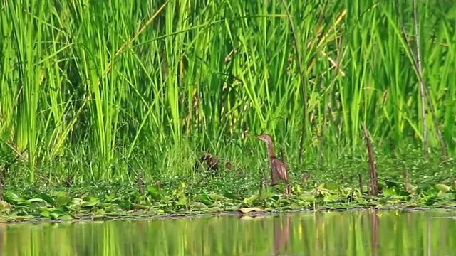 'Video thumbnail for In lake bird catch fish eat'