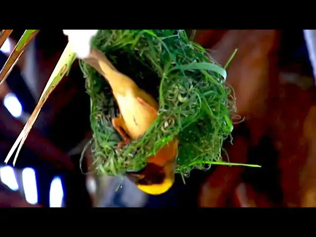 'Video thumbnail for Maya bird  - Golden bird making nest | nest a lot of Maya bird'