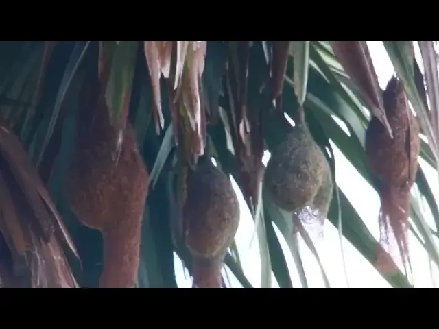'Video thumbnail for The maya bird made nest on tree | wild bird on nest'