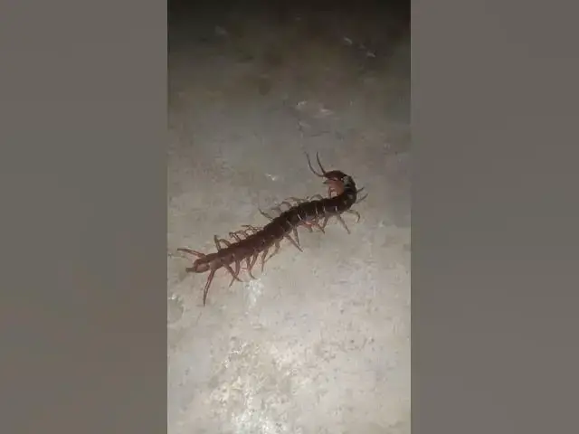 'Video thumbnail for EP-01 Venomous Centipede 4K #Insect #gaininsect'
