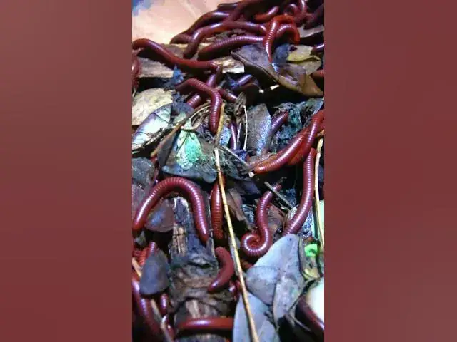 'Video thumbnail for A lot Venomous'