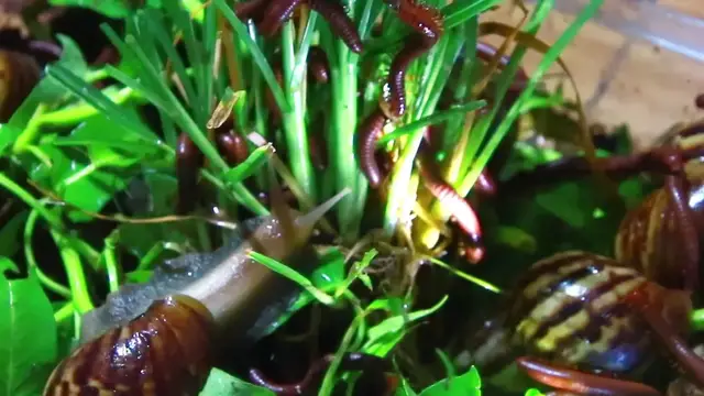 'Video thumbnail for Snail or red worm eat fruit'