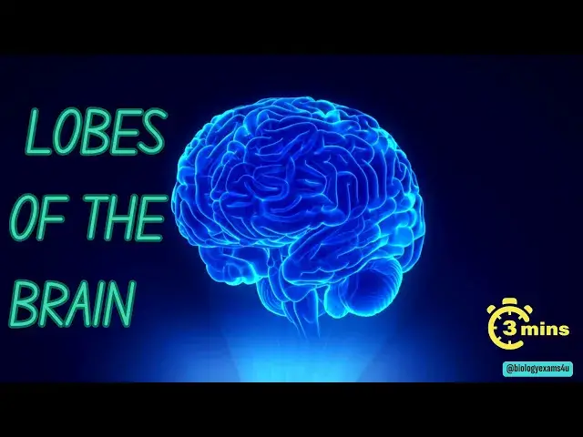 'Video thumbnail for Brain Lobes and Functions in 3 minutes'