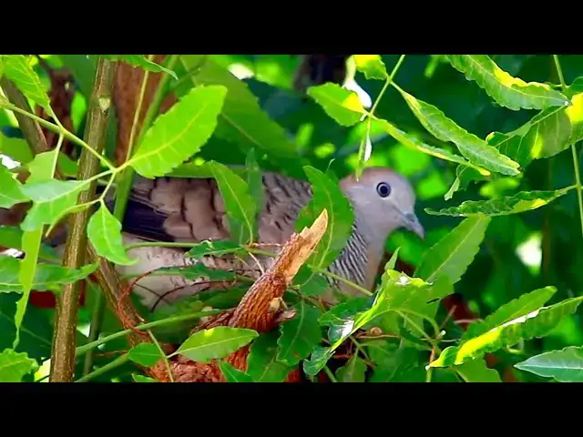 'Video thumbnail for Wild of mother dove with baby dove | dove bird stay on nest'