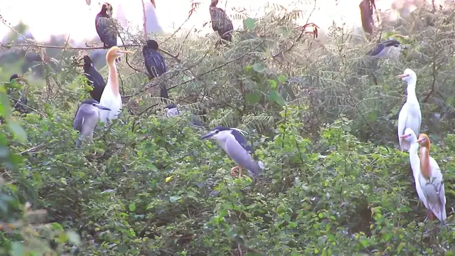 'Video thumbnail for Unkhnow of name bird'