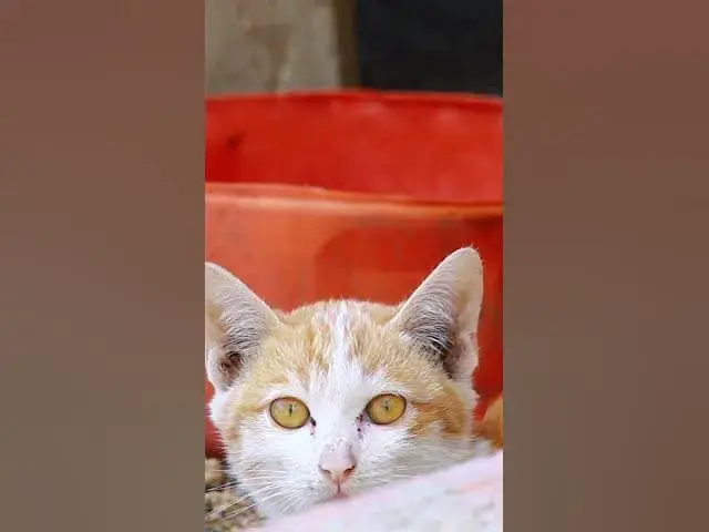'Video thumbnail for cute of ice Cat #cat #cateat #viralcat #topcat #catlife #shortcat  #fredingcat'