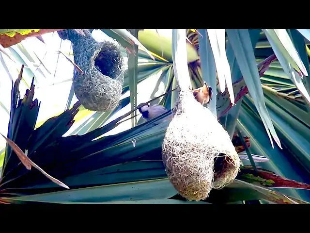 'Video thumbnail for Amazing of lake - Wild bird catch food eat | Maya bird catch grass for made nest'