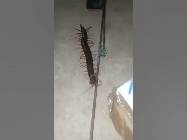 'Video thumbnail for EP-04 Venomous Centipede 4K #Insect #gaininsect'